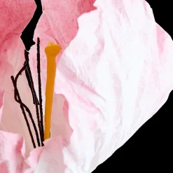 Bloem LOOK Papier Roze