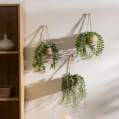 Hangplant PATRI in Mand Ass.