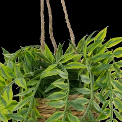 Hangplant PATRI in Mand Ass.