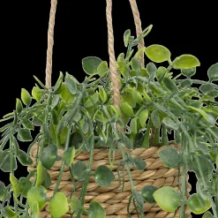 Hangplant PATRI in Mand Ass.