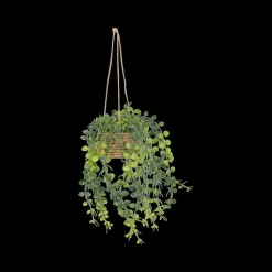 Hangplant PATRI in Mand Ass.