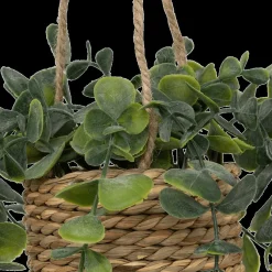 Hangplant PATRI in Mand Ass.