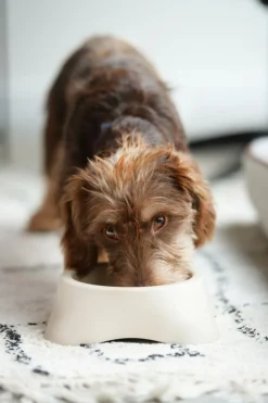 Voederbak LASSIE Rnd Plst. Beige S