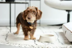 Voederbak LASSIE Rnd Plst. Beige L